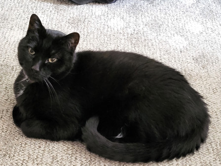 Perfection in the form of a kitty, Jun 2025 Perfection in the form of a kitty, Jun 2025